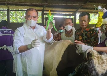 Jatim Mulai Vaksinasi PMK Sapi